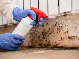 Why You Should Choose Our Mold Remediation Services in Red Cloud, NE